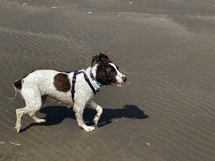 Mauro Ines Vet Behaviourist Picture 1