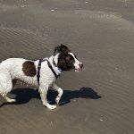 Mauro Ines Vet Behaviourist