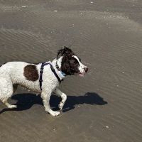 Mauro Ines Vet Behaviourist ico