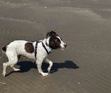 Mauro Ines Vet Behaviourist