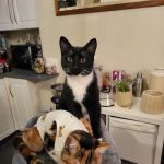 Medivet Netherfield