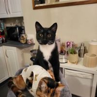 Medivet Netherfield ico
