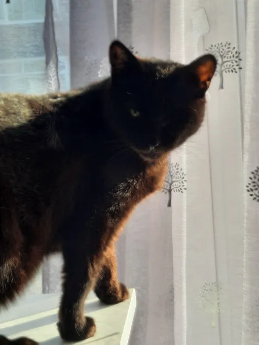 Medivet Netherfield Picture 7