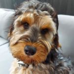Oak House Veterinary Centre - Carlton Surgery