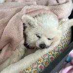 The Rainbow Bridge Vet Ltd