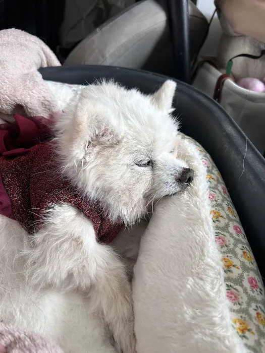 The Rainbow Bridge Vet Ltd Picture 2