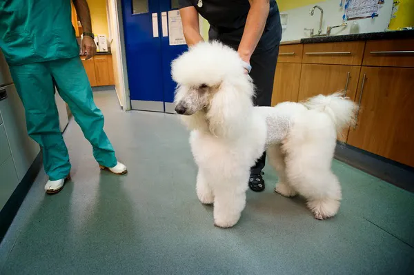 Rushcliffe Veterinary Centre - West Bridgford Picture 1