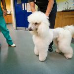 Rushcliffe Veterinary Centre - West Bridgford