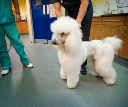 Rushcliffe Veterinary Centre - West Bridgford
