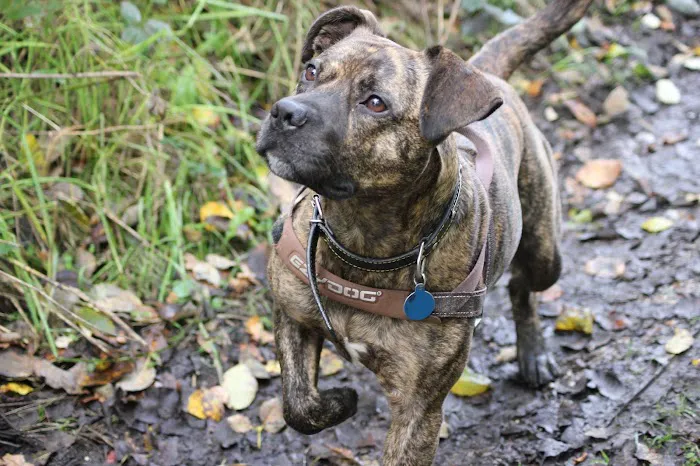Abbeywood Pet Foods Picture 6