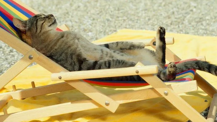 Kings Cattery Picture 3