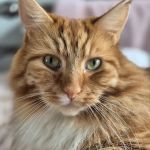 Kings Cattery