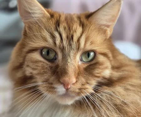 Kings Cattery