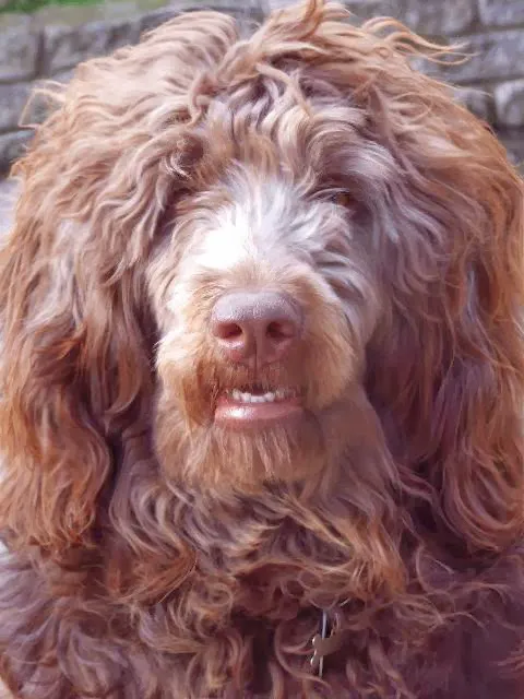 The Pet Store Picture 2