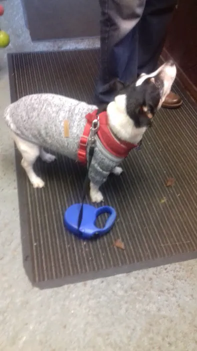 The Pet Store Picture 5