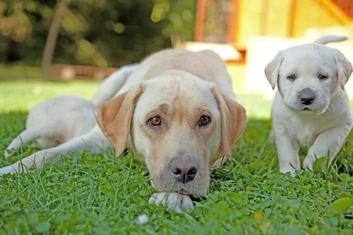 Minster Veterinary Centre Picture 7