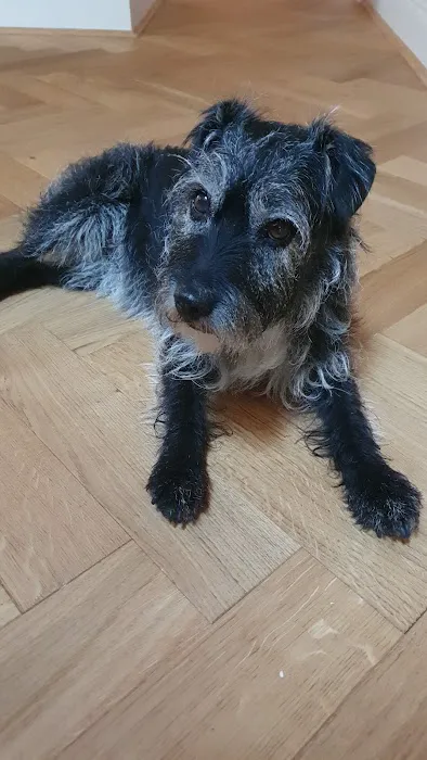 Fraser Veterinary Physiotherapy Picture 2