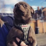 Fraser Veterinary Physiotherapy