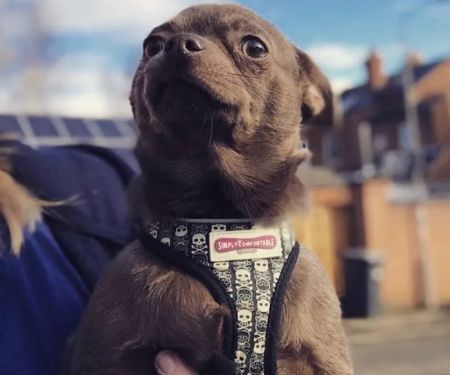Fraser Veterinary Physiotherapy