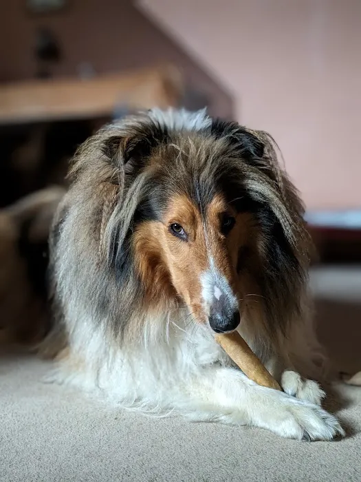 Mutt & Moggy Picture 9