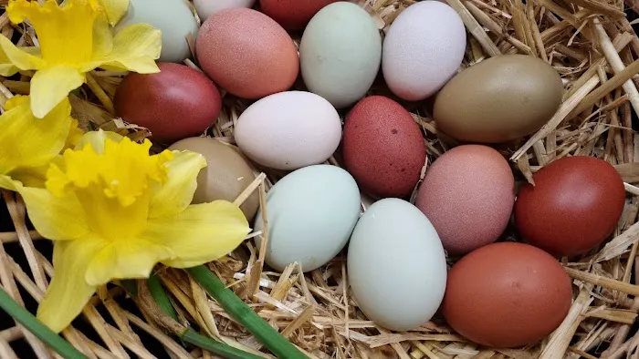 Meadowview Chickens Picture 3