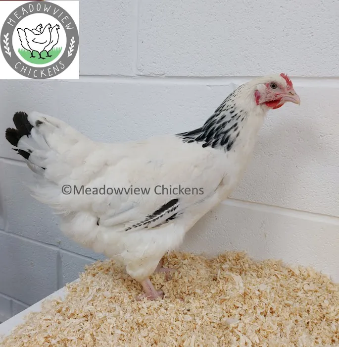 Meadowview Chickens Picture 8