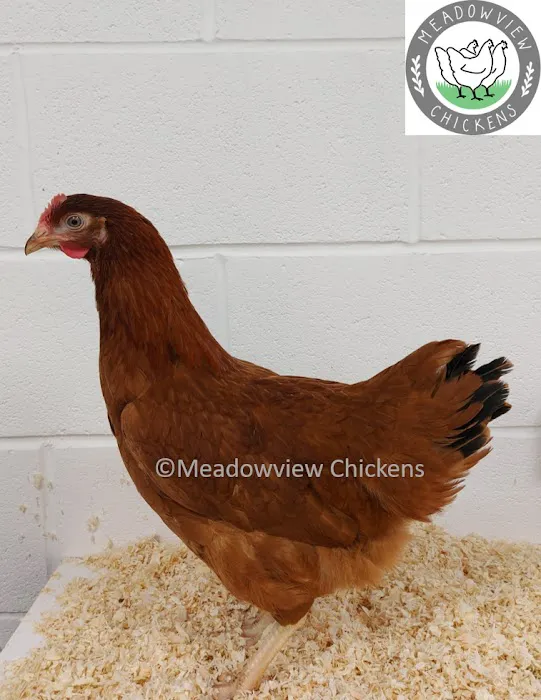 Meadowview Chickens Picture 4