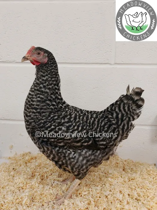 Meadowview Chickens Picture 6