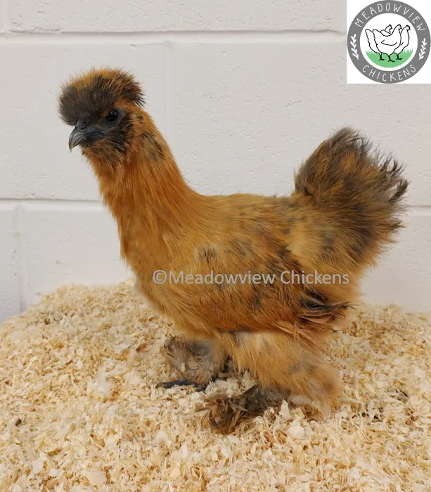 Meadowview Chickens Picture 9