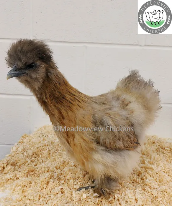 Meadowview Chickens Picture 5