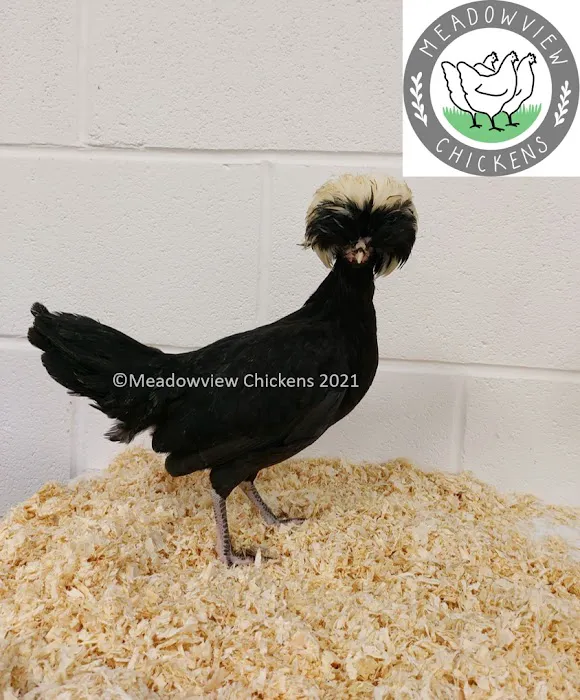 Meadowview Chickens Picture 7