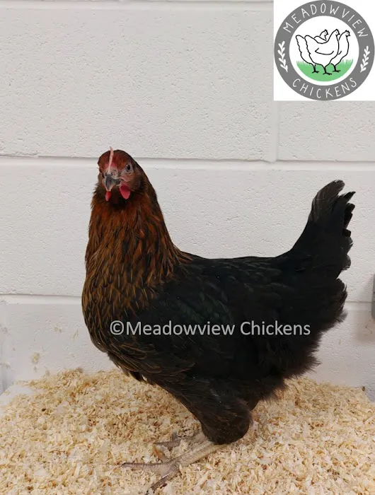 Meadowview Chickens Picture 10