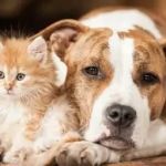 Pet Dental Care: Why Regular Vet Visits Matter