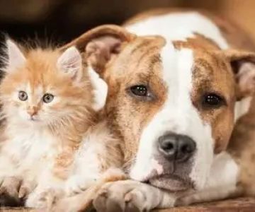 Pet Dental Care: Why Regular Vet Visits Matter