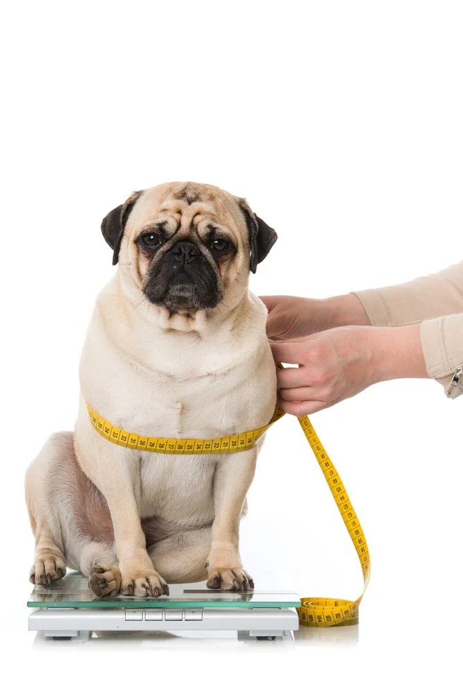 How to Manage Your Pet’s Weight and Prevent Obesity