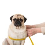 How to Manage Your Pet’s Weight and Prevent Obesity