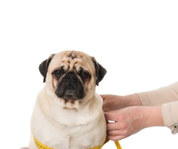 How to Manage Your Pet’s Weight and Prevent Obesity