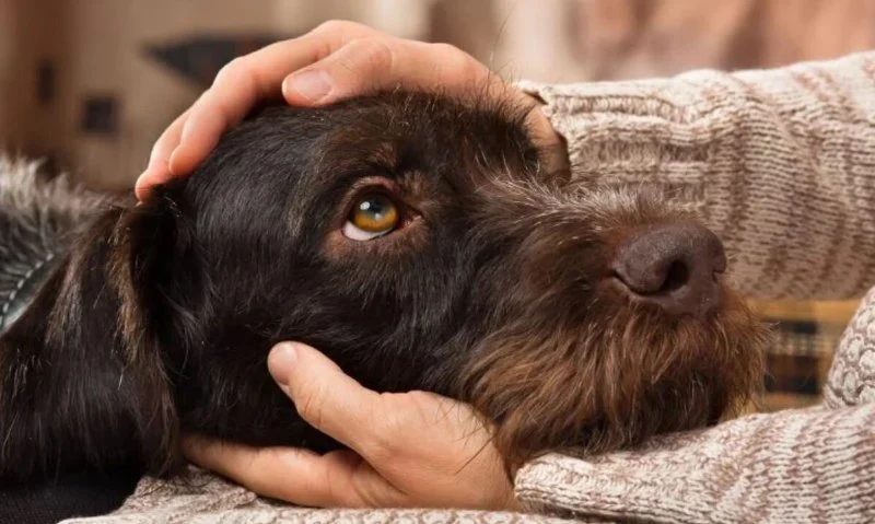 Dealing with Anxiety and Stress in Pets: Vet Advice for UK Owners