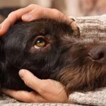 Dealing with Anxiety and Stress in Pets: Vet Advice for UK Owners