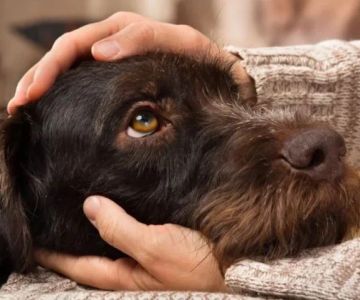 Dealing with Anxiety and Stress in Pets: Vet Advice for UK Owners