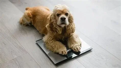 How to Manage Your Pet’s Weight and Prevent Obesity in the UK