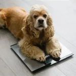 How to Manage Your Pet’s Weight and Prevent Obesity in the UK
