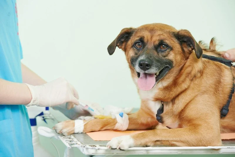 The Role of Regular Blood Tests in Monitoring Pet Health in the UK