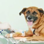 The Role of Regular Blood Tests in Monitoring Pet Health in the UK