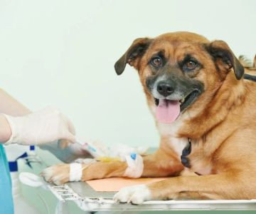The Role of Regular Blood Tests in Monitoring Pet Health in the UK