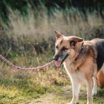 How to Spot Signs of Arthritis in Older Pets in the UK