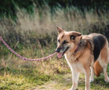 How to Spot Signs of Arthritis in Older Pets in the UK