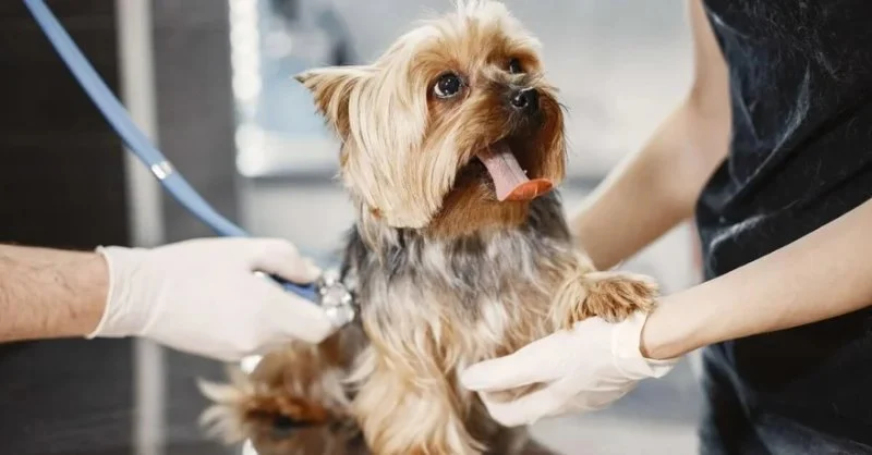 What to Expect During Your Pet’s First Vet Visit