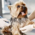 What to Expect During Your Pet’s First Vet Visit