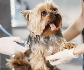 What to Expect During Your Pet’s First Vet Visit